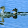 The red-breasted mergansers