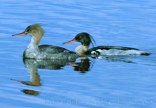 The red-breasted mergansers