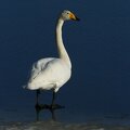 The whooper swan