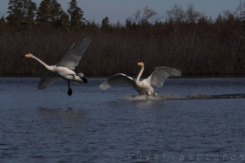The whooper swans