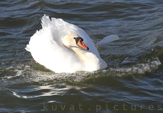 The mute swan