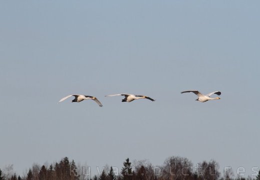 Three swans