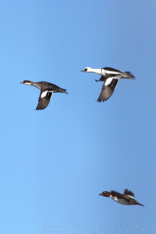 Two smews and one common goldeneye