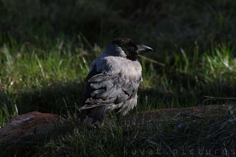 The hooded crow