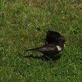 The ring ouzel
