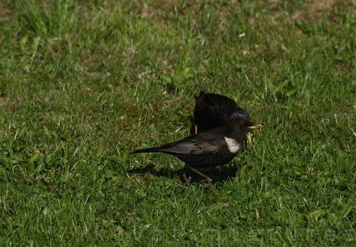 The ring ouzel