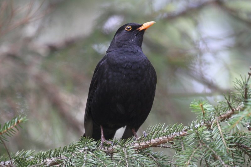 The common blackbird