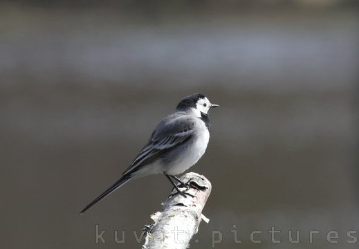 The white wagtail