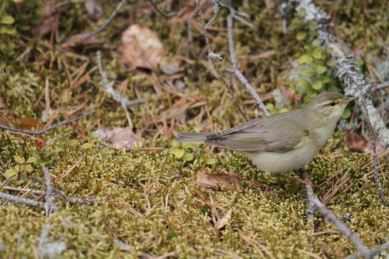 The willow warbler
