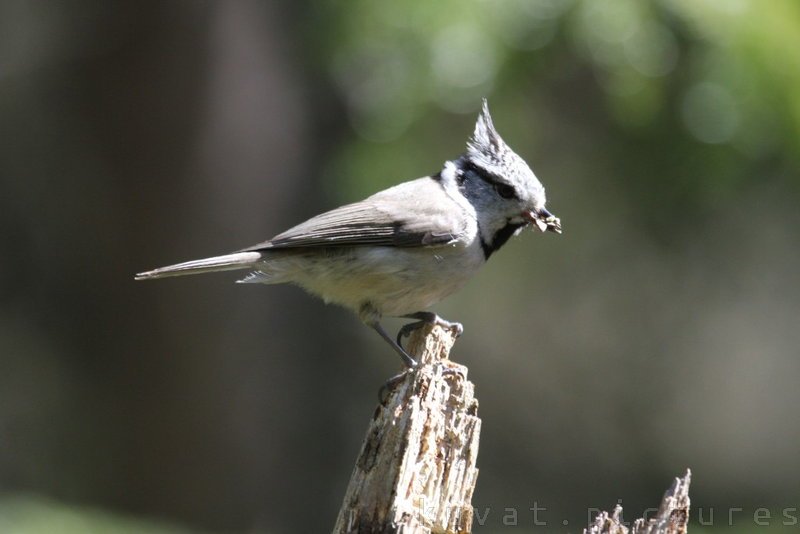 The European crested tit