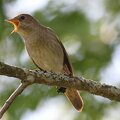 The thrush nightingale