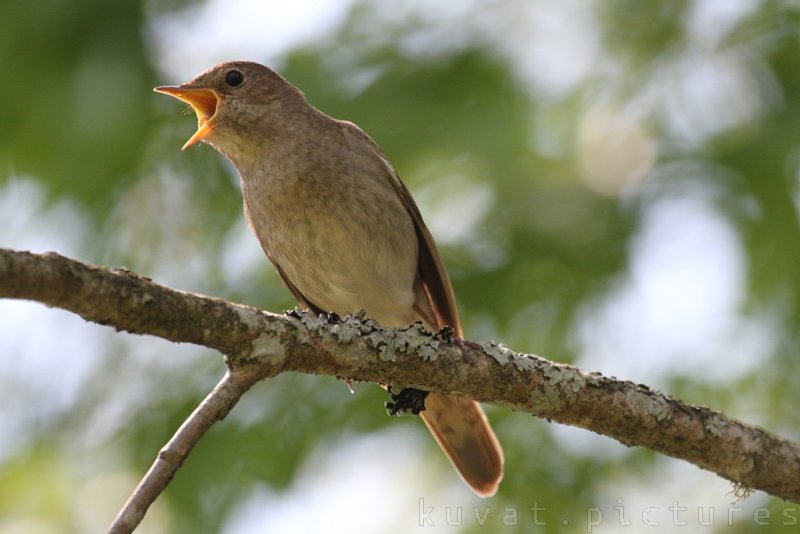 The thrush nightingale