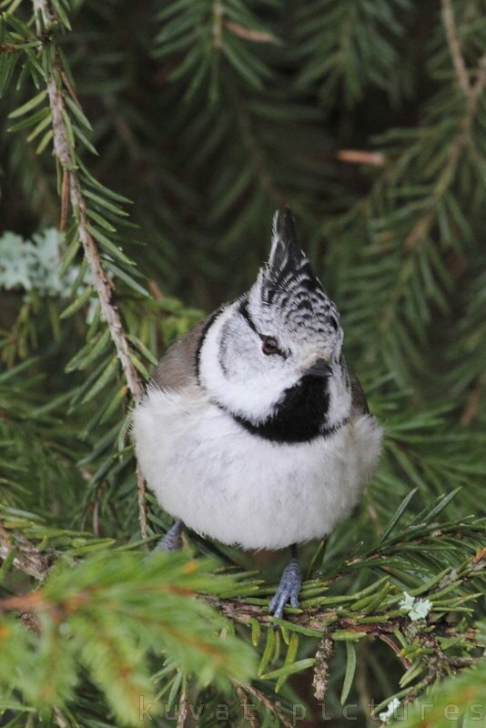 The European crested tit