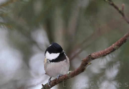 The willow tit
