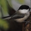 The willow tit