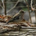 The common chaffinch