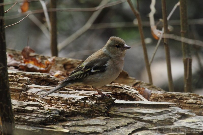 The common chaffinch