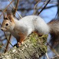 The red squirrel