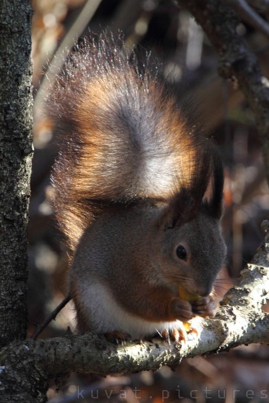 The red squirrel