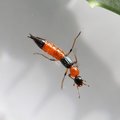 A rove beetle