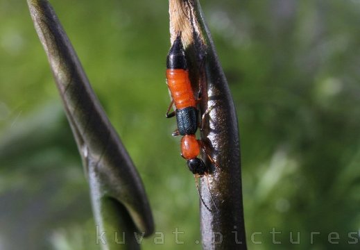 A rove beetle