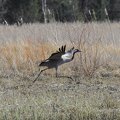 The common crane
