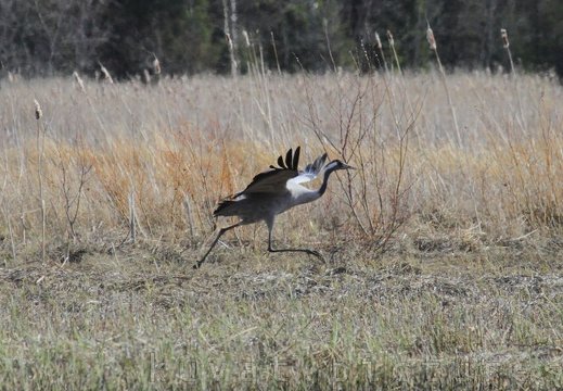 The common crane