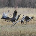 Four common cranes