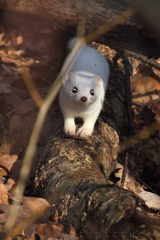 The least weasel