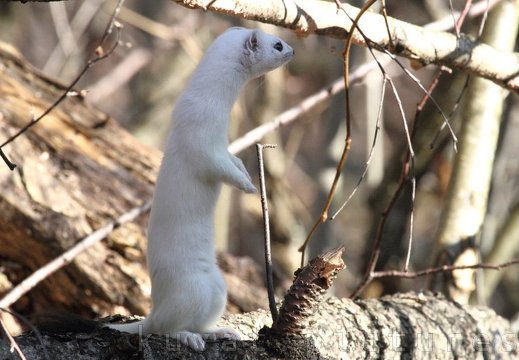 The least weasel