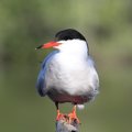 The common tern