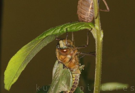 The two spotted dragonfly