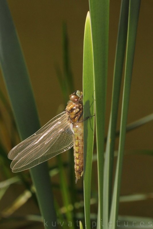 The two spotted dragonfly