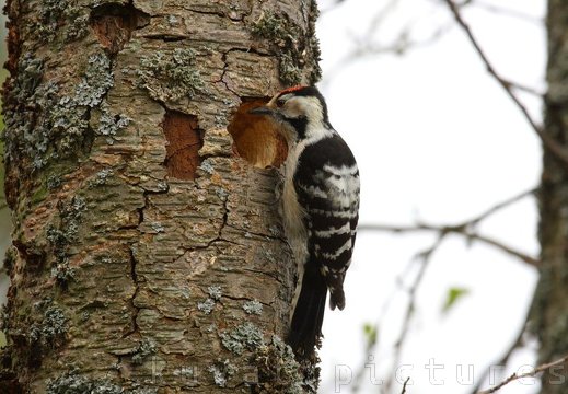 The lesser spotted woodpecker