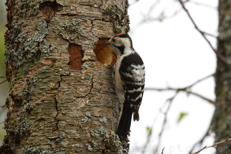 The lesser spotted woodpecker