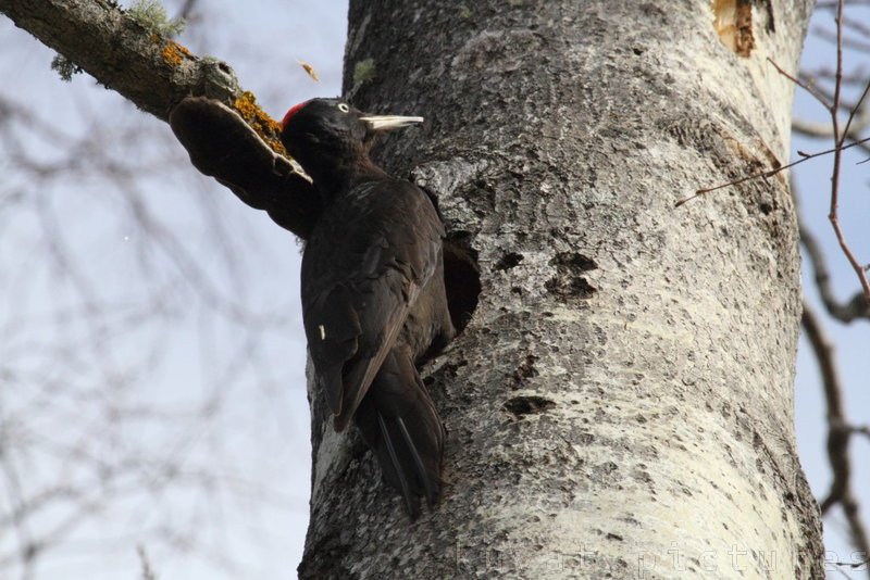 The black woodpecker