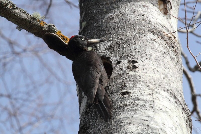 The black woodpecker