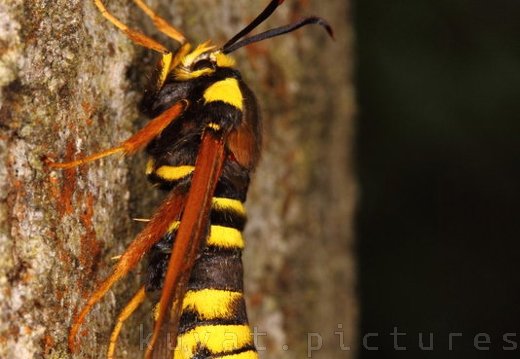 The hornet moth