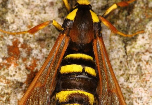 The hornet moth