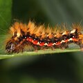A caterpillar