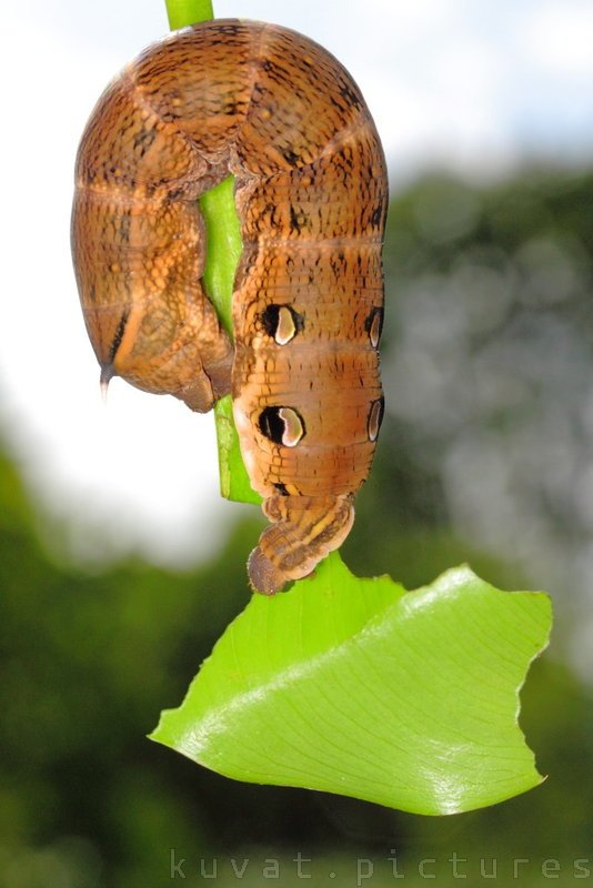 The elephant hawk-moth