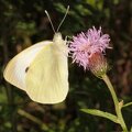 The cabbage butterfly