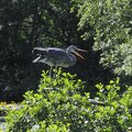 The grey heron