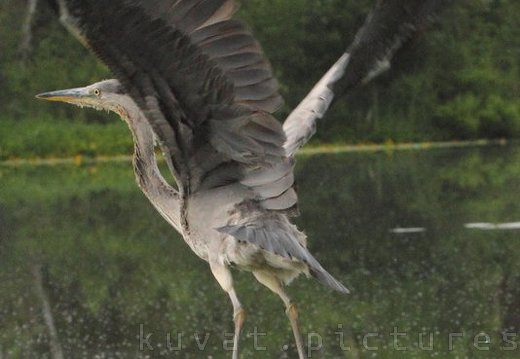 The grey heron