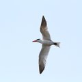 The Caspian tern