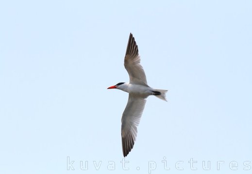 The Caspian tern