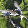The common tern