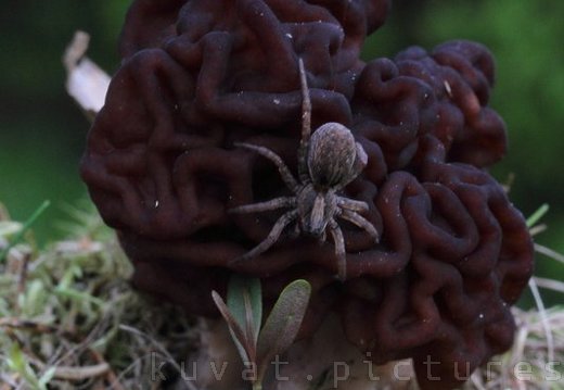 The brain mushroom and a spider