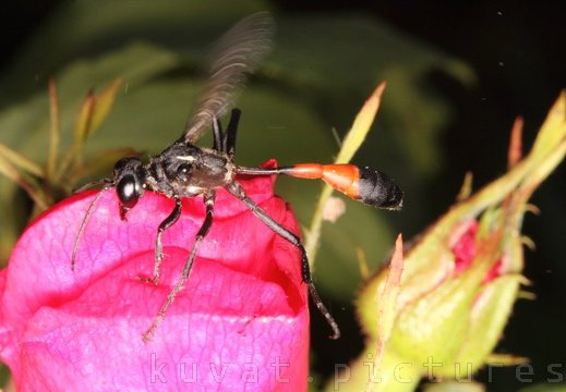 The red-banded sand wasp