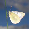 The moorland clouded yellow